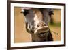 Giraffe Chewing-Lantern Press-Framed Art Print