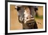 Giraffe Chewing-Lantern Press-Framed Art Print