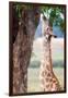 Giraffe, Chobe National Park, Botswana, Africa-Karen Deakin-Framed Photographic Print