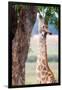 Giraffe, Chobe National Park, Botswana, Africa-Karen Deakin-Framed Photographic Print