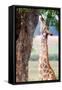 Giraffe, Chobe National Park, Botswana, Africa-Karen Deakin-Framed Stretched Canvas