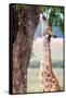 Giraffe, Chobe National Park, Botswana, Africa-Karen Deakin-Framed Stretched Canvas