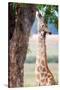 Giraffe, Chobe National Park, Botswana, Africa-Karen Deakin-Stretched Canvas