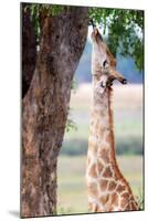 Giraffe, Chobe National Park, Botswana, Africa-Karen Deakin-Mounted Premium Photographic Print