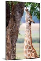 Giraffe, Chobe National Park, Botswana, Africa-Karen Deakin-Mounted Photographic Print