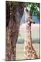 Giraffe, Chobe National Park, Botswana, Africa-Karen Deakin-Mounted Photographic Print