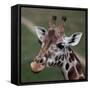 Giraffe - Close-Up Portrait Of This Beautiful African Animal-l i g h t p o e t-Framed Stretched Canvas