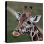 Giraffe - Close-Up Portrait Of This Beautiful African Animal-l i g h t p o e t-Stretched Canvas