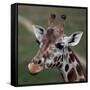 Giraffe - Close-Up Portrait Of This Beautiful African Animal-l i g h t p o e t-Framed Stretched Canvas