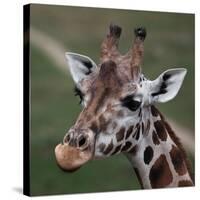 Giraffe - Close-Up Portrait Of This Beautiful African Animal-l i g h t p o e t-Stretched Canvas