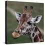 Giraffe - Close-Up Portrait Of This Beautiful African Animal-l i g h t p o e t-Stretched Canvas