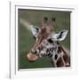 Giraffe - Close-Up Portrait Of This Beautiful African Animal-l i g h t p o e t-Framed Photographic Print