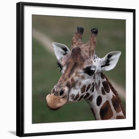 Giraffe - Close-Up Portrait Of This Beautiful African Animal-l i g h t p o e t-Framed Photographic Print