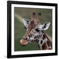 Giraffe - Close-Up Portrait Of This Beautiful African Animal-l i g h t p o e t-Framed Photographic Print