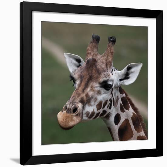 Giraffe - Close-Up Portrait Of This Beautiful African Animal-l i g h t p o e t-Framed Photographic Print