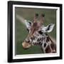 Giraffe - Close-Up Portrait Of This Beautiful African Animal-l i g h t p o e t-Framed Photographic Print