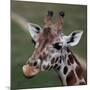 Giraffe - Close-Up Portrait Of This Beautiful African Animal-l i g h t p o e t-Mounted Photographic Print