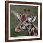 Giraffe - Close-Up Portrait Of This Beautiful African Animal-l i g h t p o e t-Framed Photographic Print