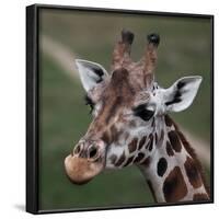 Giraffe - Close-Up Portrait Of This Beautiful African Animal-l i g h t p o e t-Framed Photographic Print