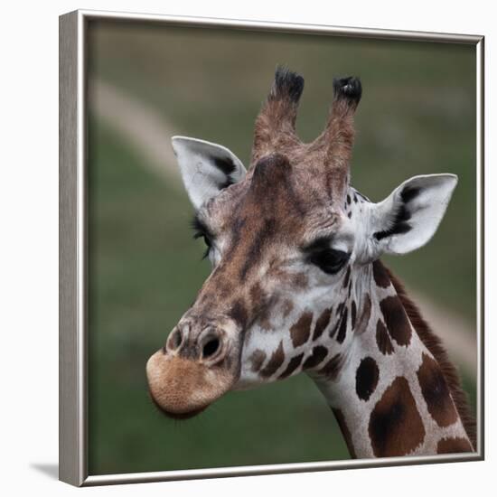 Giraffe - Close-Up Portrait Of This Beautiful African Animal-l i g h t p o e t-Framed Photographic Print