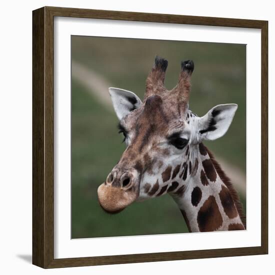 Giraffe - Close-Up Portrait Of This Beautiful African Animal-l i g h t p o e t-Framed Photographic Print