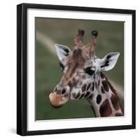 Giraffe - Close-Up Portrait Of This Beautiful African Animal-l i g h t p o e t-Framed Photographic Print