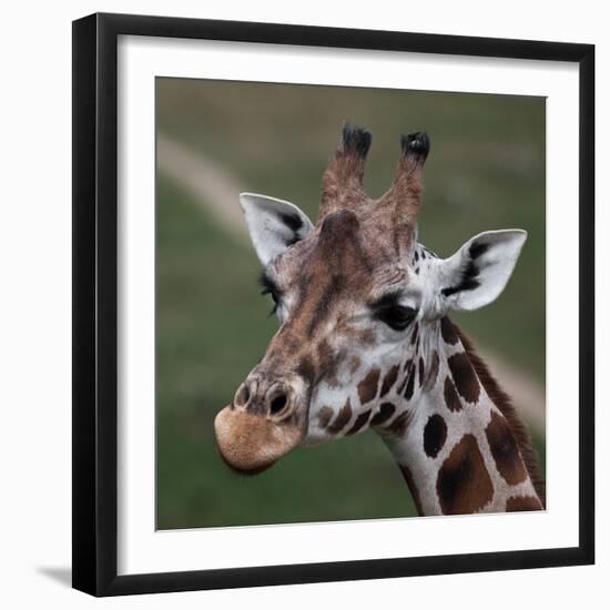Giraffe - Close-Up Portrait Of This Beautiful African Animal-l i g h t p o e t-Framed Photographic Print
