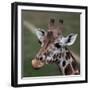 Giraffe - Close-Up Portrait Of This Beautiful African Animal-l i g h t p o e t-Framed Photographic Print