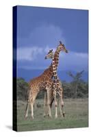 Giraffe Couple-DLILLC-Stretched Canvas