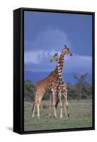 Giraffe Couple-DLILLC-Framed Stretched Canvas