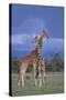 Giraffe Couple-DLILLC-Stretched Canvas