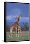 Giraffe Couple-DLILLC-Framed Stretched Canvas