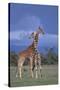 Giraffe Couple-DLILLC-Stretched Canvas