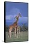 Giraffe Couple-DLILLC-Framed Stretched Canvas