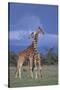 Giraffe Couple-DLILLC-Stretched Canvas