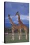 Giraffe Couple-DLILLC-Stretched Canvas