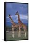 Giraffe Couple-DLILLC-Framed Stretched Canvas