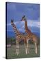 Giraffe Couple-DLILLC-Stretched Canvas