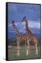 Giraffe Couple-DLILLC-Framed Stretched Canvas