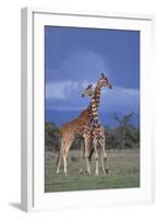 Giraffe Couple-DLILLC-Framed Photographic Print