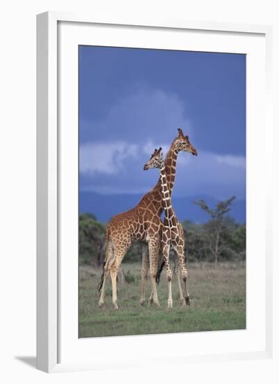 Giraffe Couple-DLILLC-Framed Photographic Print