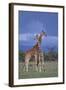 Giraffe Couple-DLILLC-Framed Photographic Print