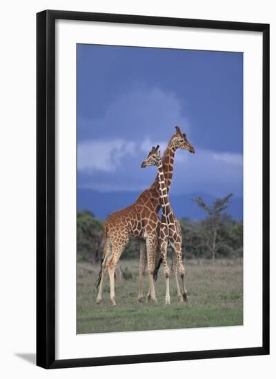 Giraffe Couple-DLILLC-Framed Photographic Print