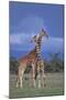 Giraffe Couple-DLILLC-Mounted Photographic Print