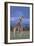 Giraffe Couple-DLILLC-Framed Photographic Print