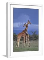 Giraffe Couple-DLILLC-Framed Photographic Print