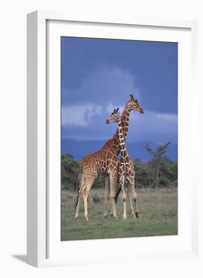 Giraffe Couple-DLILLC-Framed Photographic Print