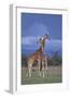 Giraffe Couple-DLILLC-Framed Photographic Print