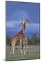 Giraffe Couple-DLILLC-Mounted Photographic Print