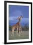 Giraffe Couple-DLILLC-Framed Photographic Print